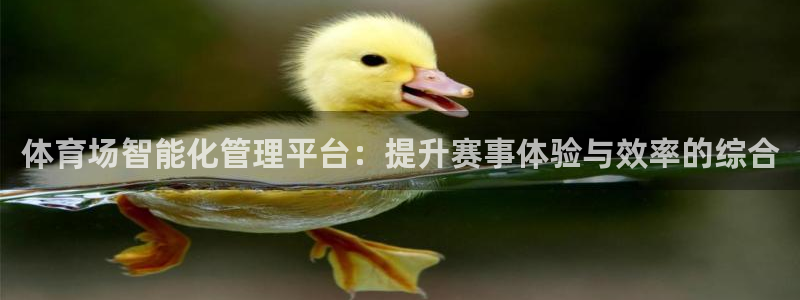 必一运动听的歌：体育